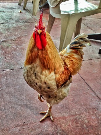 Tropical Greatness at Caroline's Cafe, Key West